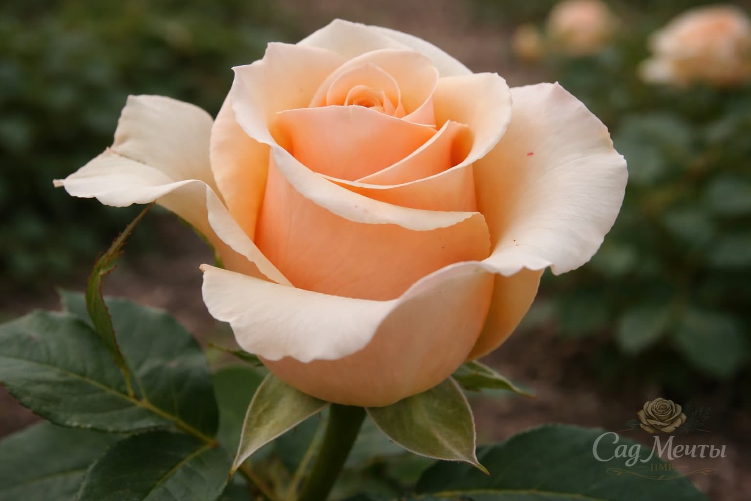 Примадонна