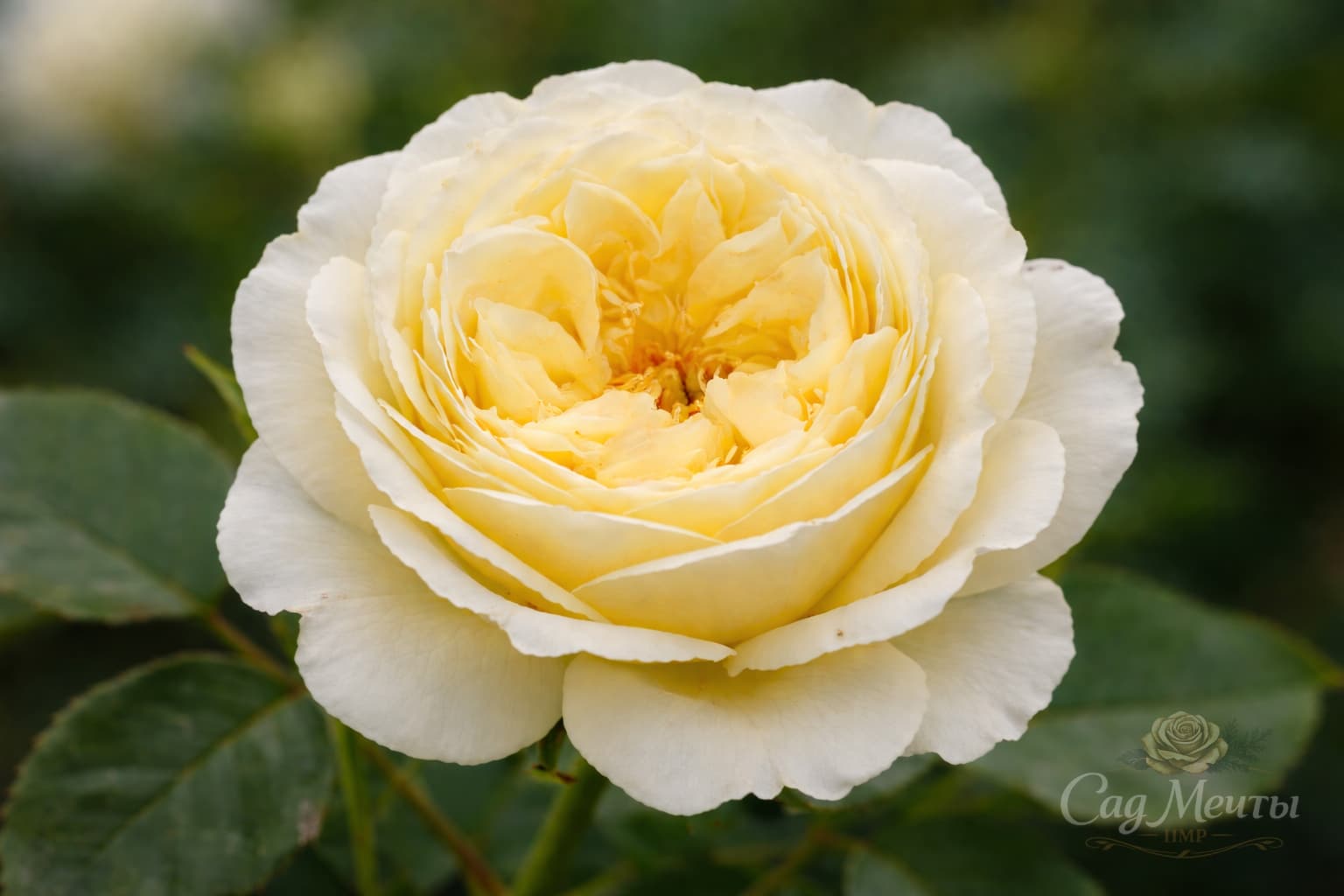 Лемон Рококо