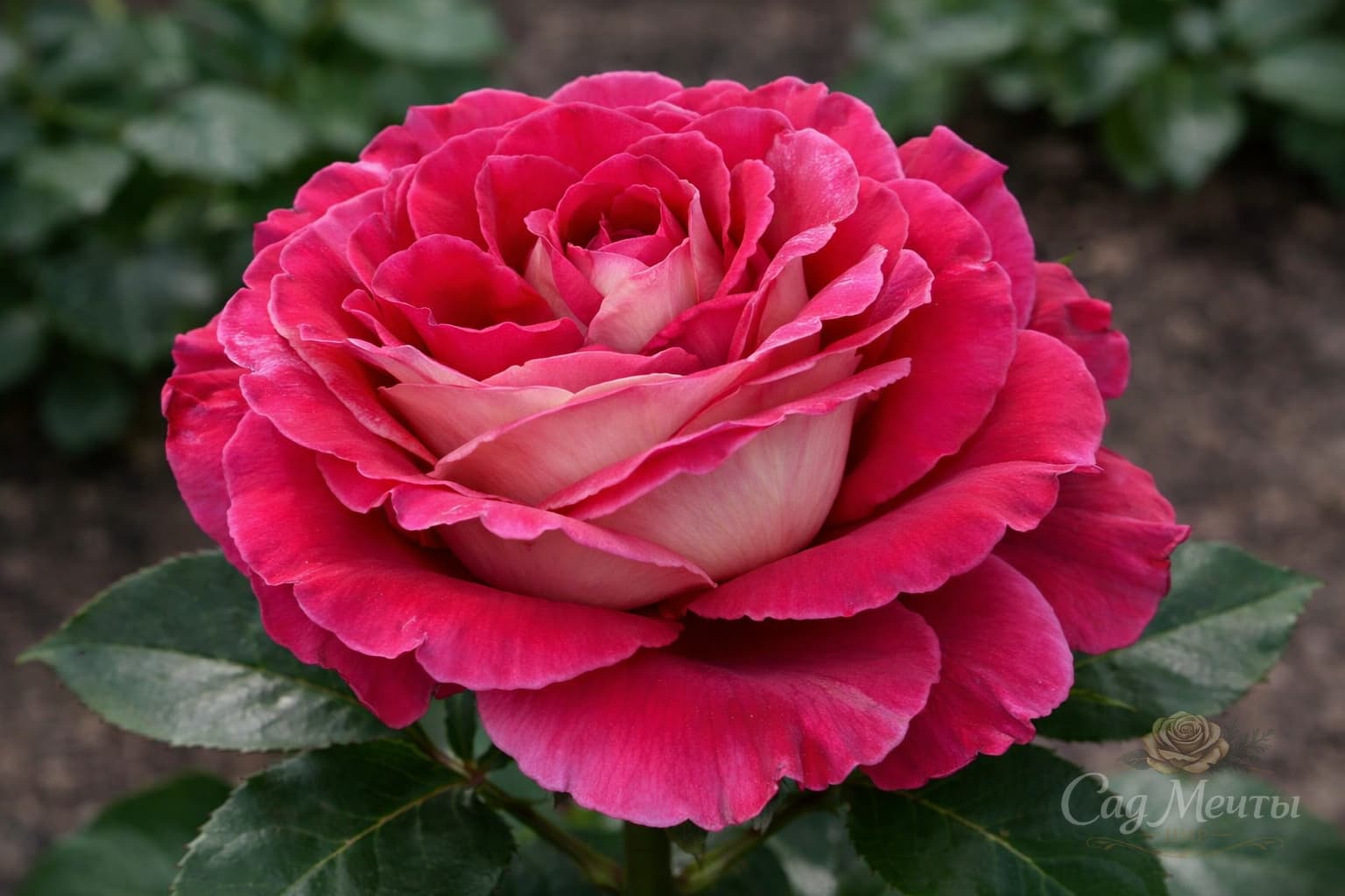 Кроненберг