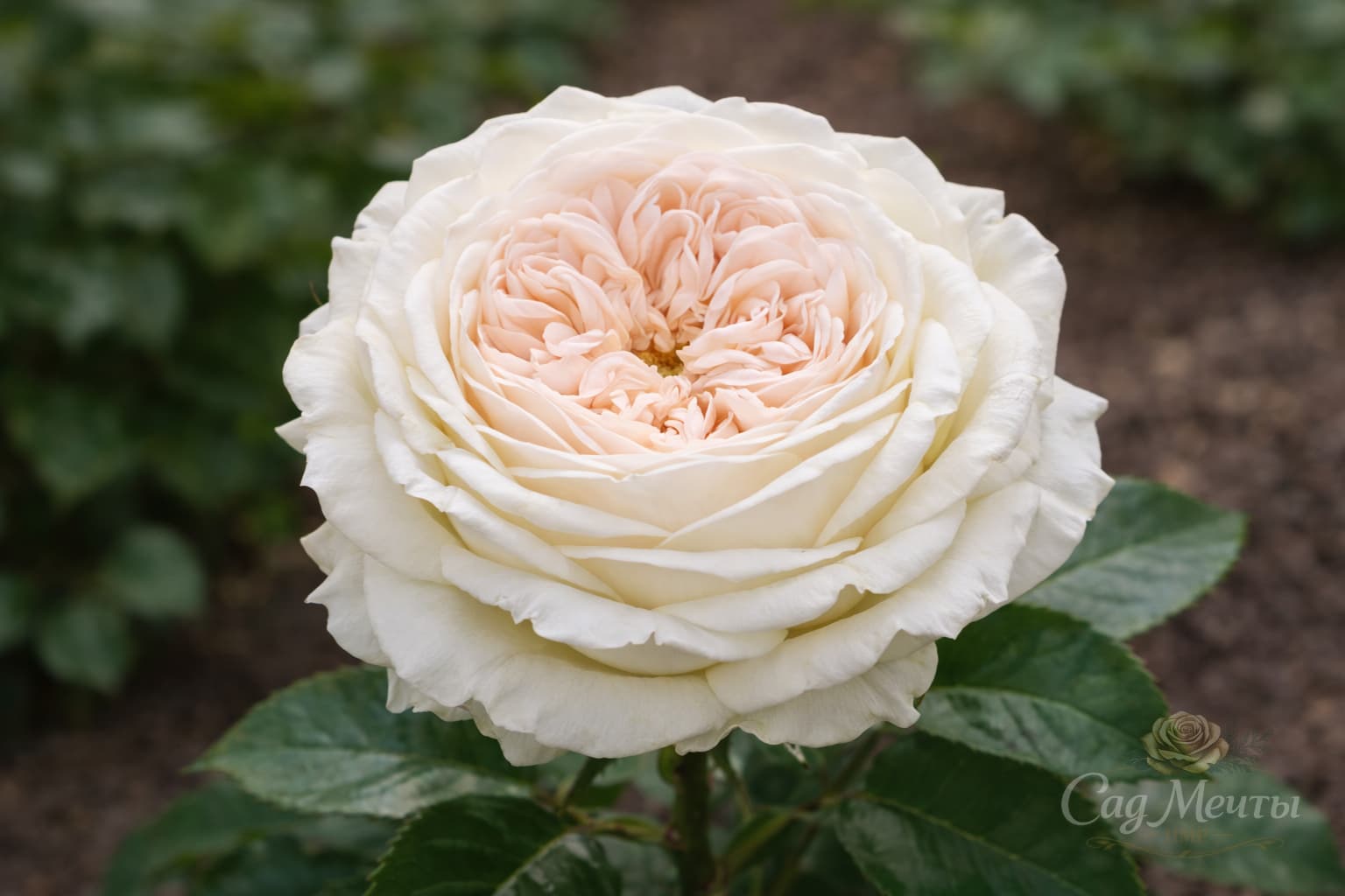 Вайт о Хара