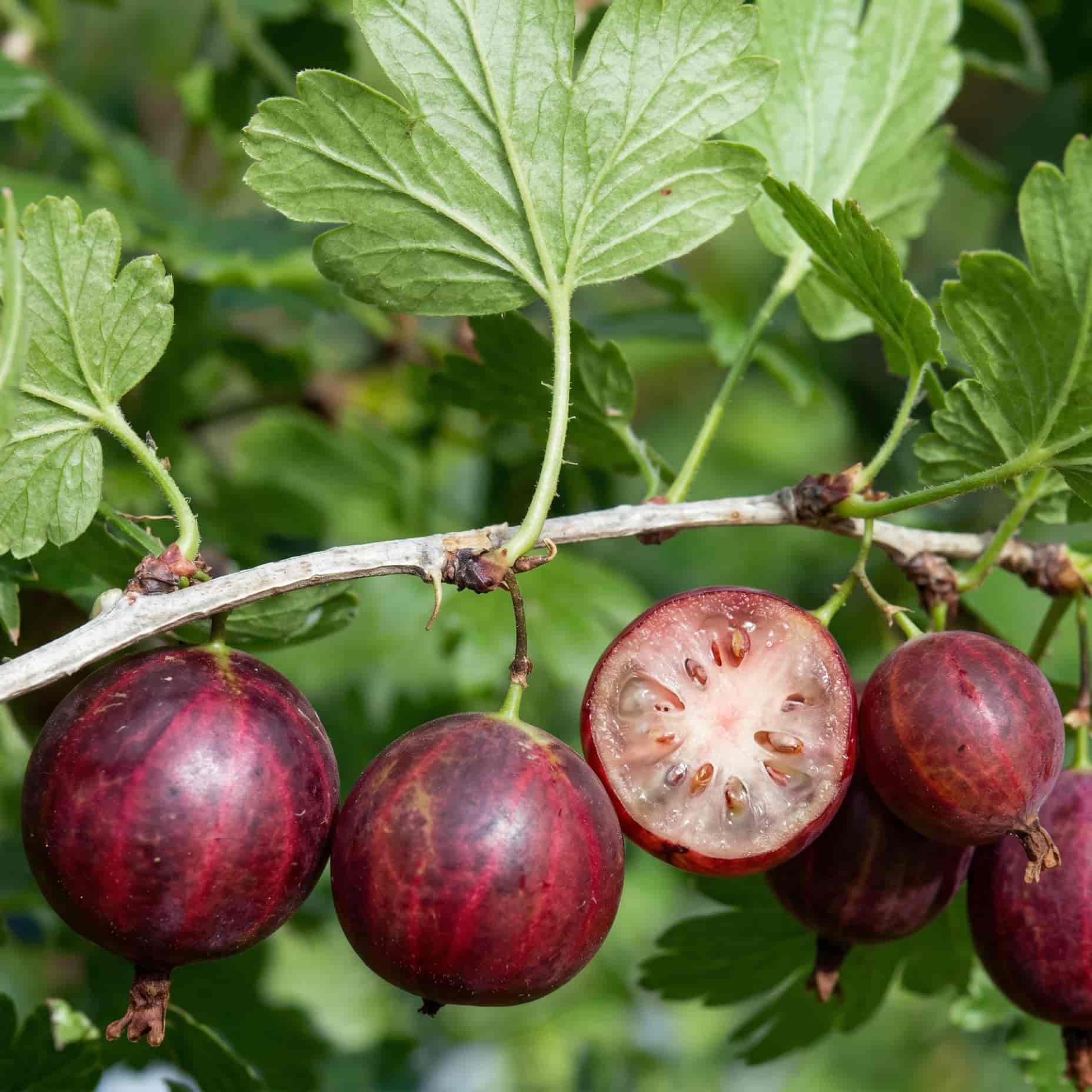 Крыжовник Колобок