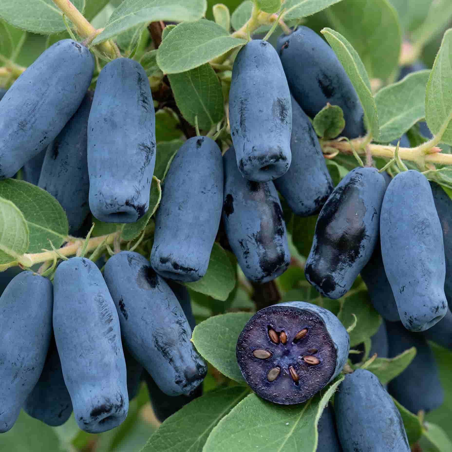 Жимолость съедобная Морена