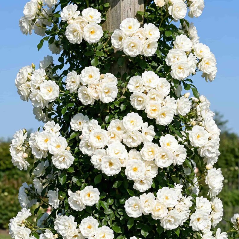 Айсберг